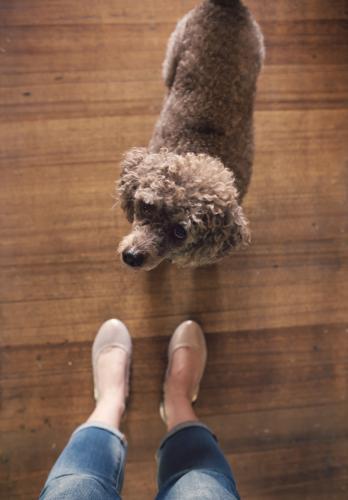 Point of view overhead of toy poodle and ballet flats - Australian Stock Image