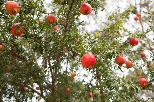 Pomegranate trees - Australian Stock Image