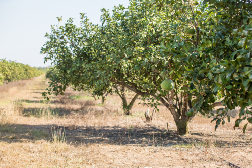 Pomelo trees in an orchard - Australian Stock Image