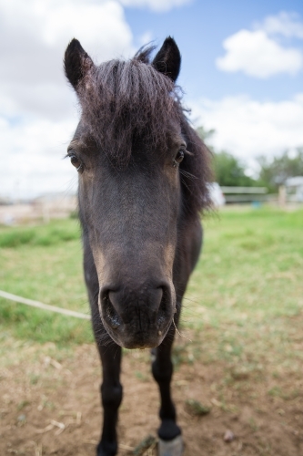 Pony with thick and fluffy mane standing in a grass field - Australian Stock Image