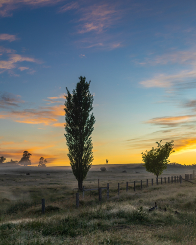 Poplar trees and a colourful sunrise in the country - Australian Stock Image