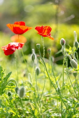 Poppies - Australian Stock Image