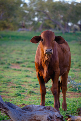 Portrait framing of large brown cow facing forward with rural station backdrop - Australian Stock Image