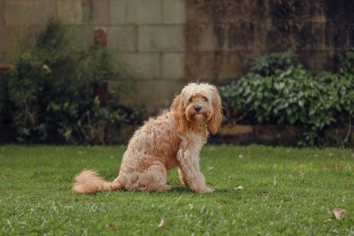 Portrait image of cavoodle dog sitting patiently on green grass - Australian Stock Image