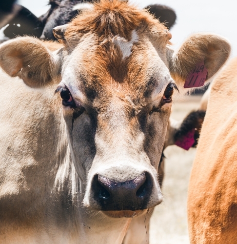Portrait of a sweet Jersey calf with soft gaze. - Australian Stock Image