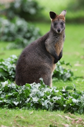 portrait of a Wallaby - Australian Stock Image