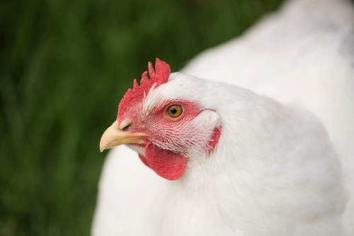 portrait of a white broiler meat chicken - Australian Stock Image