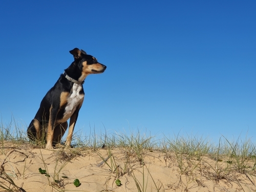 Portrait of an Australian Kelpie - Australian Stock Image