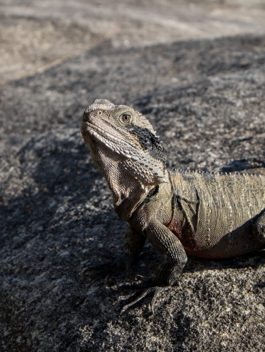 Portrait of Eastern Water Dragon lizard on grey rock - Australian Stock Image