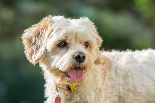 Portrait of happy white puppy - Australian Stock Image