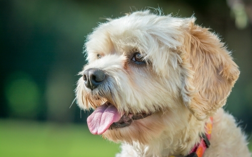 Portrait of happy white puppy - Australian Stock Image