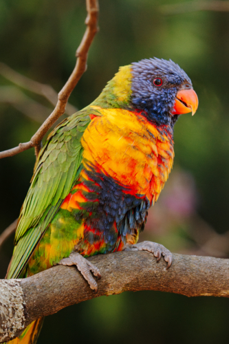 Portrait of rainbow lorikeet perched on tree branch - Australian Stock Image