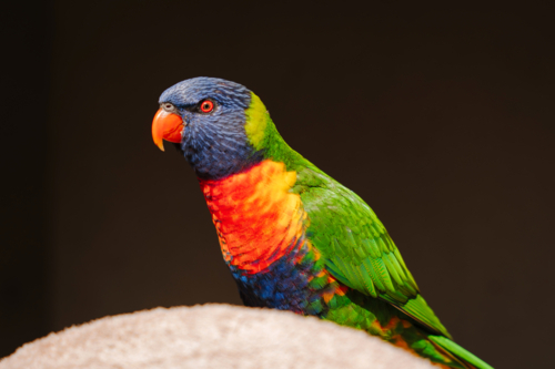 Portrait of rainbow lorikeet perched on wood - Australian Stock Image