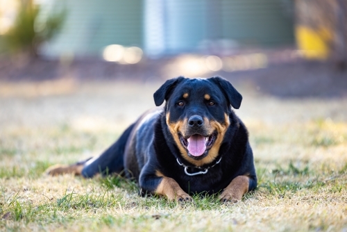 Portrait of Rottweiler dog lying on lawn - Australian Stock Image