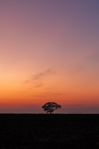 Portrait view of a clear hazy morning at dawn with a vast sky and lone tree - Australian Stock Image