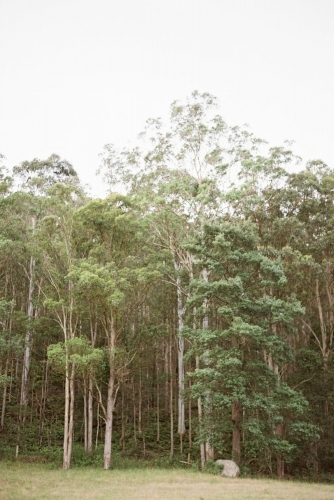 Portrait view of tall trees. - Australian Stock Image