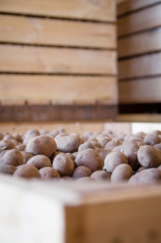 Potatoes ready to be sown in Western Australia - Australian Stock Image