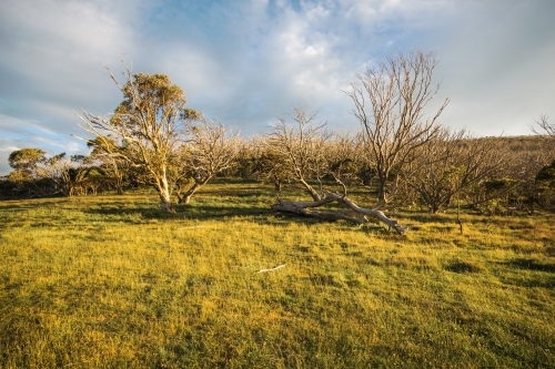 Pretty grassy landscape background near Thredbo, NSW