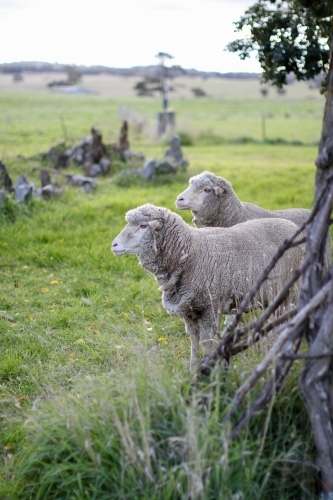 Profile of two sheep standing in a paddock - Australian Stock Image