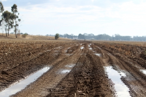 Puddles in cropping paddock - Australian Stock Image