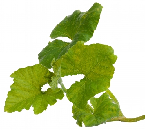 Pumpkin leaves on white background - Australian Stock Image