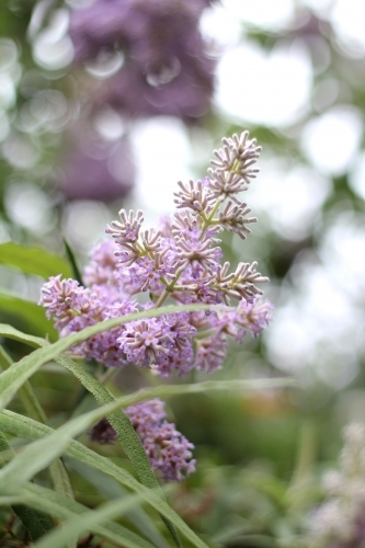 Purple flower head on buddleja plant - Australian Stock Image