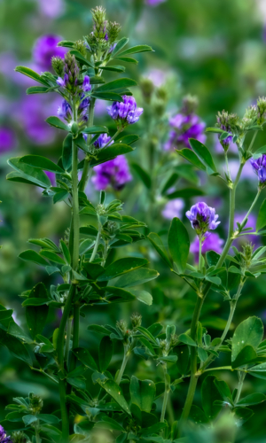 Purple flowering Lucerne Plant on a farm at Willalooka SA - Australian Stock Image