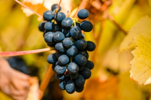 Purple grapes and yellow vine leaves at vintage in autumn - Australian Stock Image