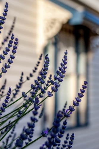 Purple lavender flowers in garden beside house - Australian Stock Image