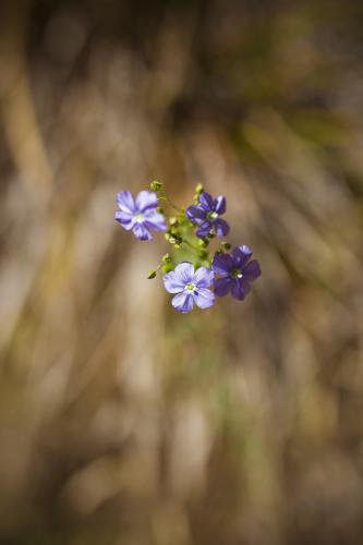 Purple native Australian flowers - Australian Stock Image