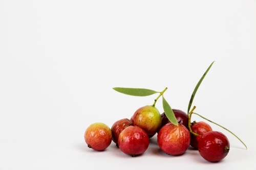 Quandongs on white background - Australian Stock Image