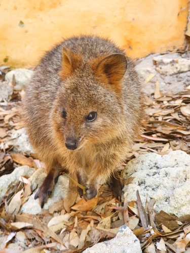 Quokka - Australian Stock Image