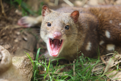 Quoll - Australian Stock Image