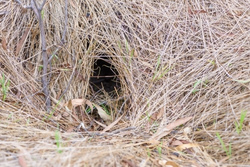 Rabbit Hole in the field - Australian Stock Image