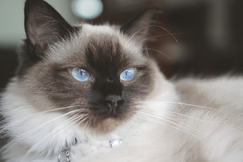 Ragdoll cat looking off camera - Australian Stock Image