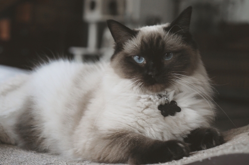 Ragdoll cat lounging inside house - Australian Stock Image