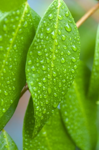 Rain drops on bright green leaves - Australian Stock Image