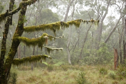 Rain forest on a misty day - Australian Stock Image