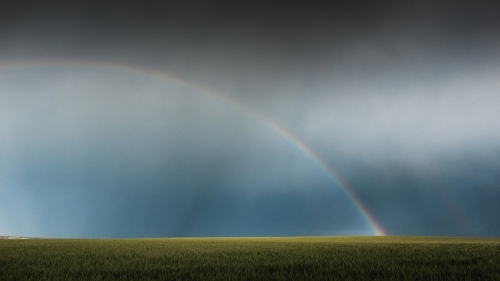 Rainbow in wheat crop - Australian Stock Image