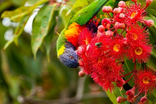 Rainbow Lorikeet feeding in the blossoms of a red flowering gum tree. - Australian Stock Image