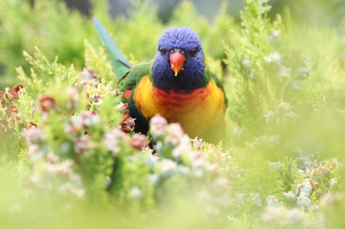 Rainbow Lorikeet nestled among lush green pine foliage - Australian Stock Image