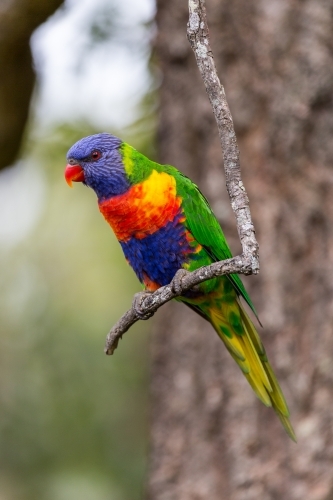 Rainbow Lorikeet on tree branch - Australian Stock Image