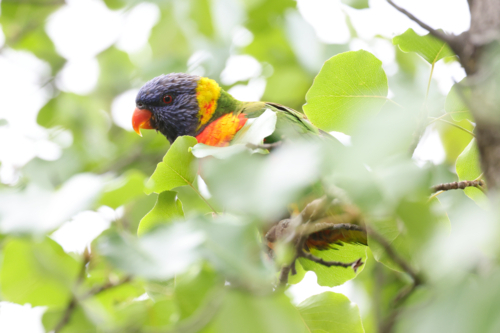 Rainbow Lorikeet Sitting High in a Tree - Australian Stock Image