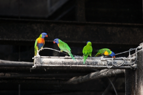 Rainbow Lorikeets feeding on sugar at a regional refinery - Australian Stock Image