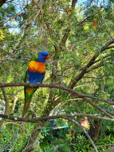 Rainbow lorrikeet sitting on a branch - Australian Stock Image