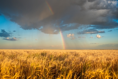 Rainbow over Barley Crop - Australian Stock Image