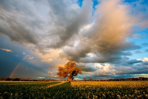 Rainbow over canola field on stormy evening - Australian Stock Image