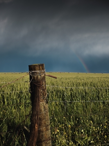 Rainbow over wheat crop and fence post on a rural farming property