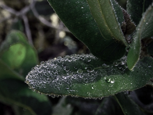 Raindrops beading on native tree leaves, green and silver - Australian Stock Image