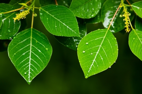 Raindrops beading on the surface of green soft leaves. - Australian Stock Image